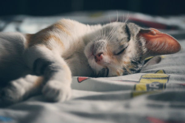free-stock-photo-sites